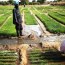 Le problème avec le conseil agricole au Sénégal