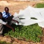 L’insertion des jeunes dans les métiers de l’agriculture au Sénégal