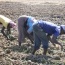 Les performances de l’agriculture au Sénégal, c’est le  fait des exploitations familiales
