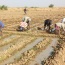 Quelles sont les perspectives d’emploi en agriculture pour la jeunesse au Sénégal ?