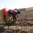 L’autonomisation des femmes en agriculture s’éternise au Sénégal
