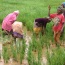 L’autonomisation des exploitations agricoles familiales au Sénégal, une chimère !!