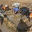Emploi des jeunes et des femmes au Sénégal, quel part pour l’agriculture ?