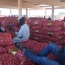 La variabilité des prix de l’oignon au Sénégal, une question majeure