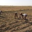 Les promesses pour l’agriculture au Sénégal seront-elles tenues ???